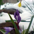 Ostersonntag im Harz