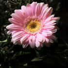 Ostersonntags Gerbera