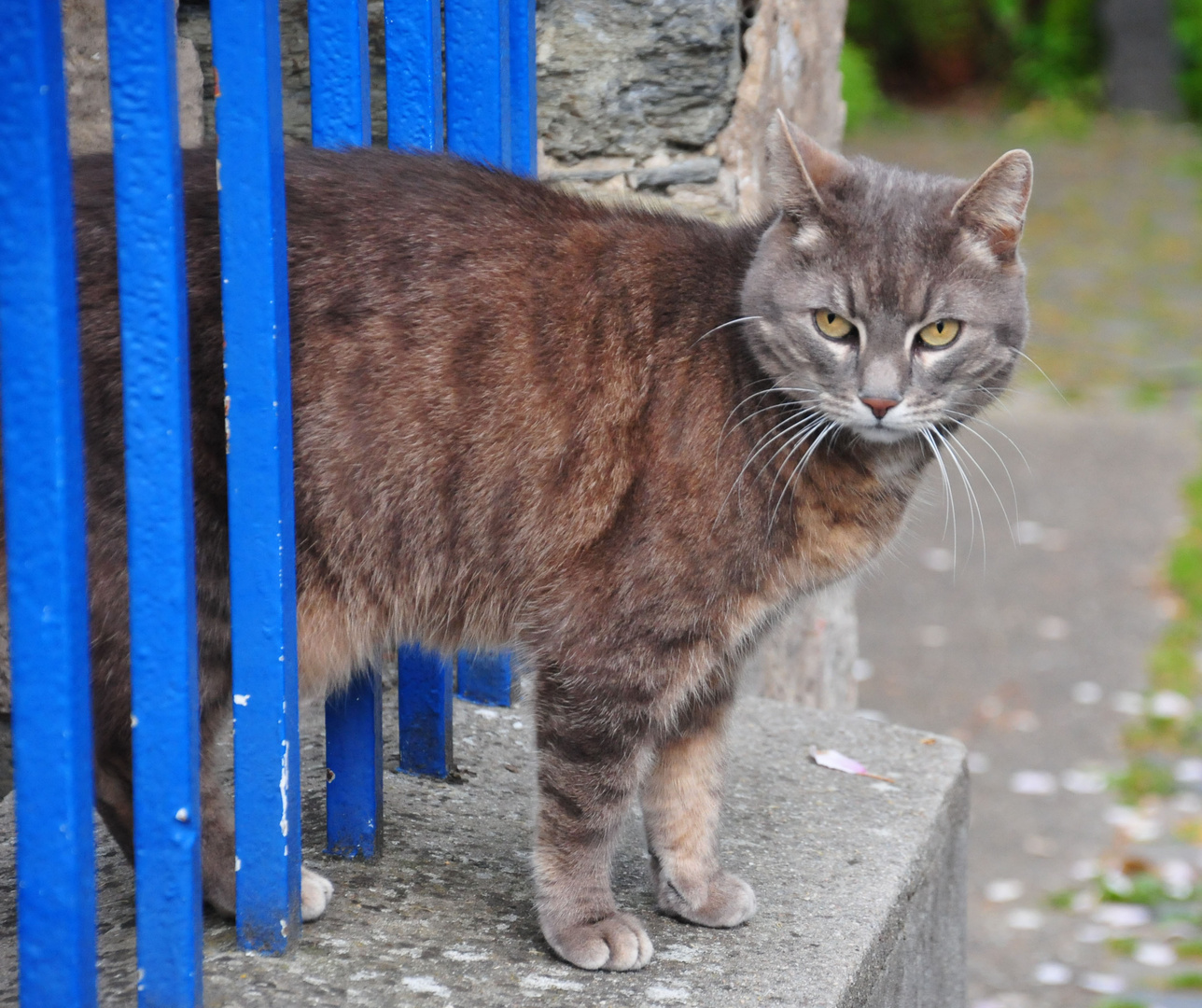 Osterspaikatze