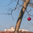 Osterspaziergang. Der alte Winter, in seiner Schwäche...