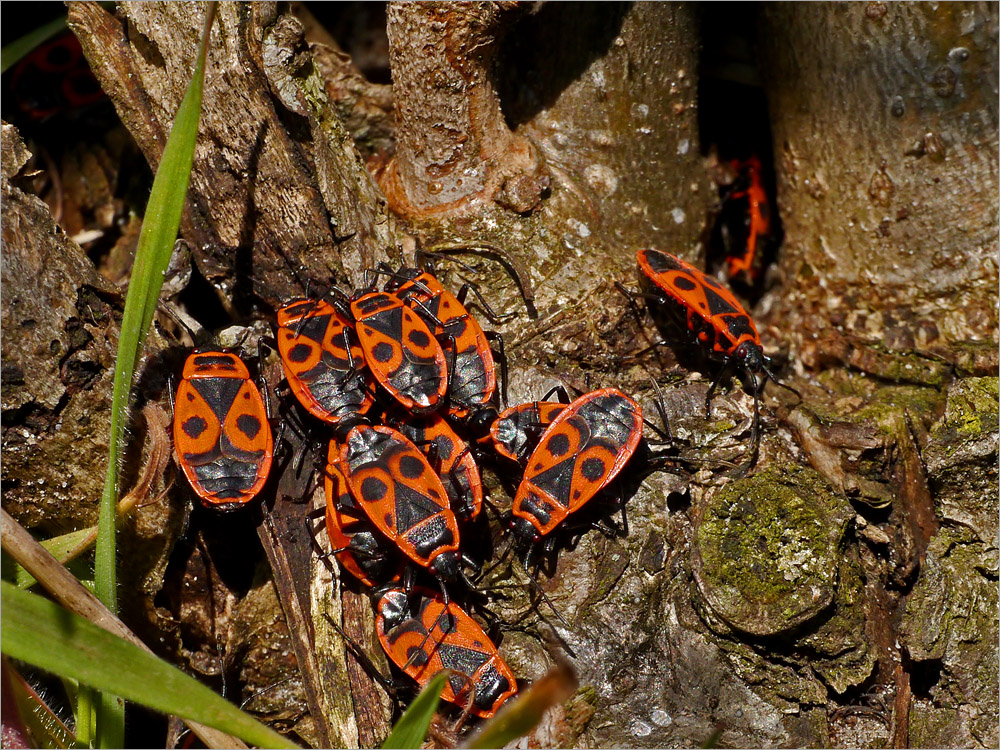 Osterspaziergang der Feuerwanzen