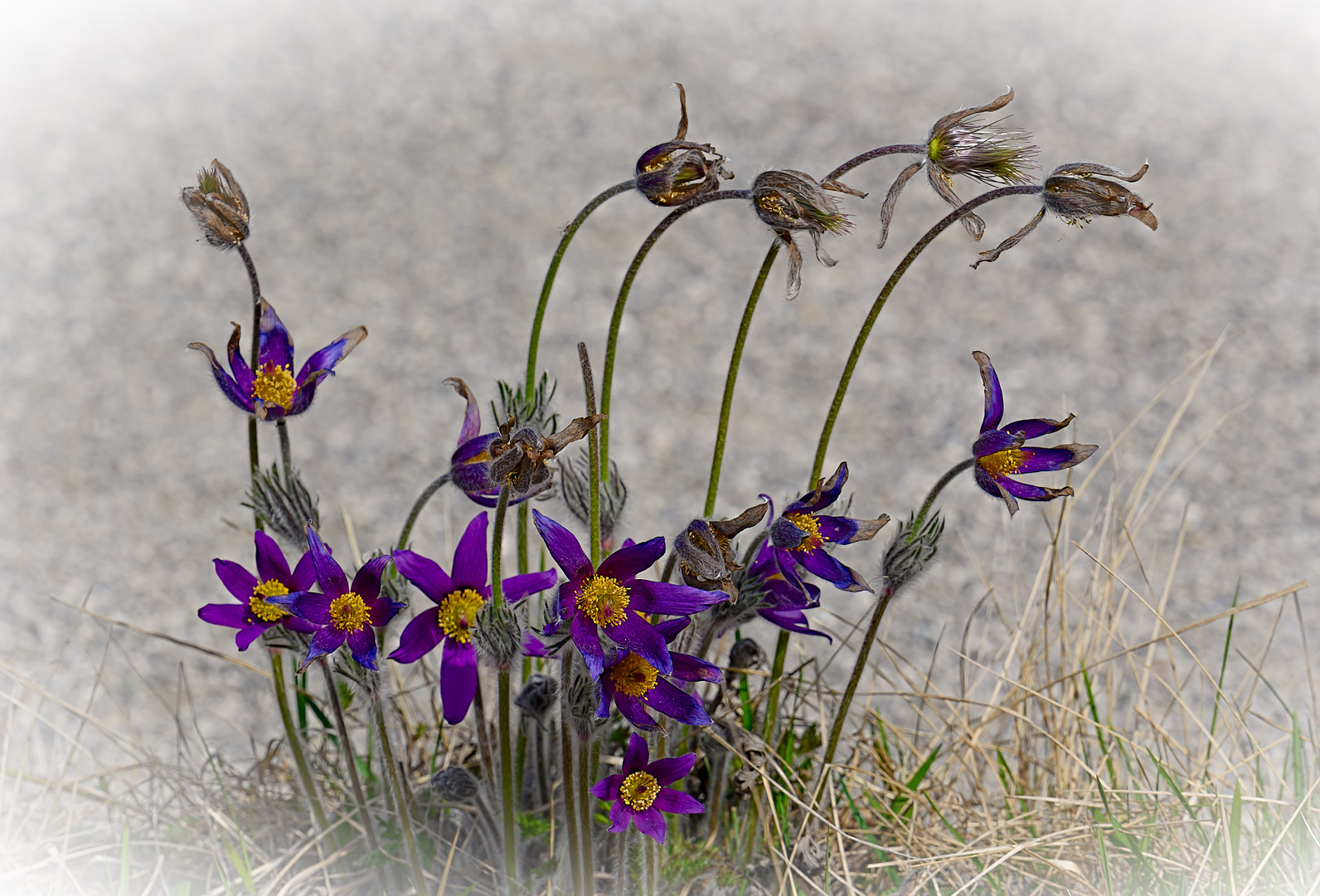 Osterspaziergang im Botanischen Garten München