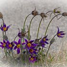 Osterspaziergang im Botanischen Garten München