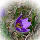 Osterspaziergang im Botanischen Garten München