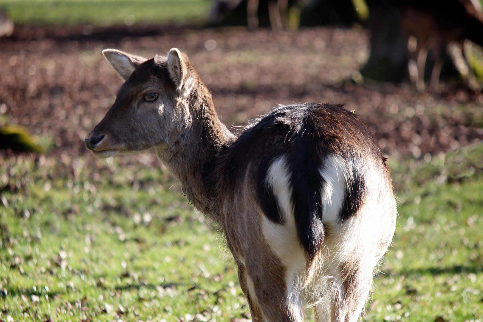 Osterspaziergang im Tierpark Hannover #1