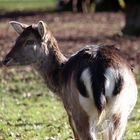 Osterspaziergang im Tierpark Hannover #1