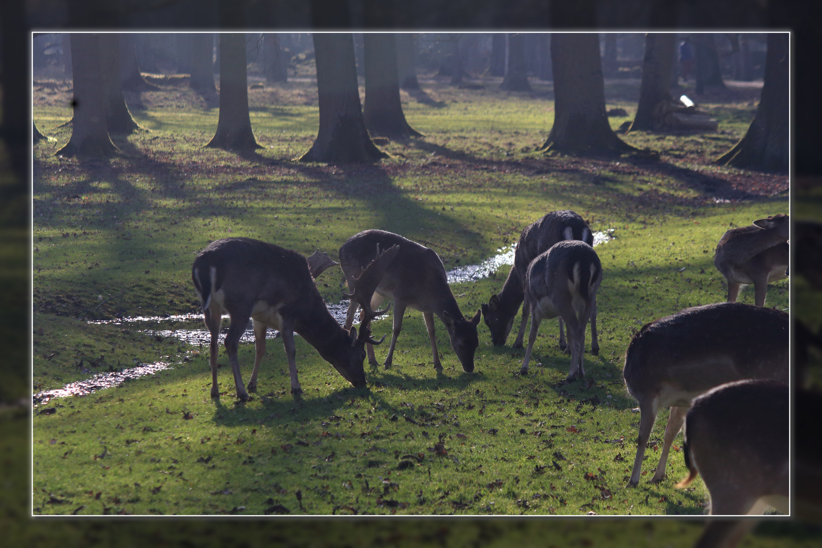 Osterspaziergang im Tierpark Hannover #2