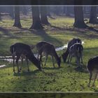 Osterspaziergang im Tierpark Hannover #2