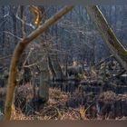 Osterspaziergang in einem Ruppiner Moor