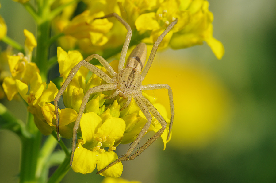 Osterspinne