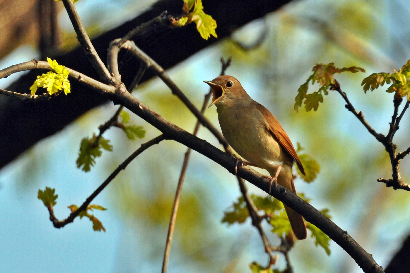 Osterständchen