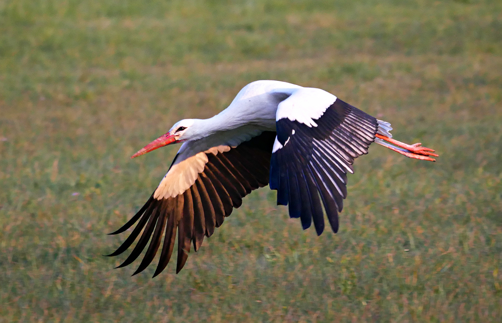 Osterstorch