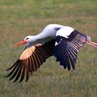 Osterstorch