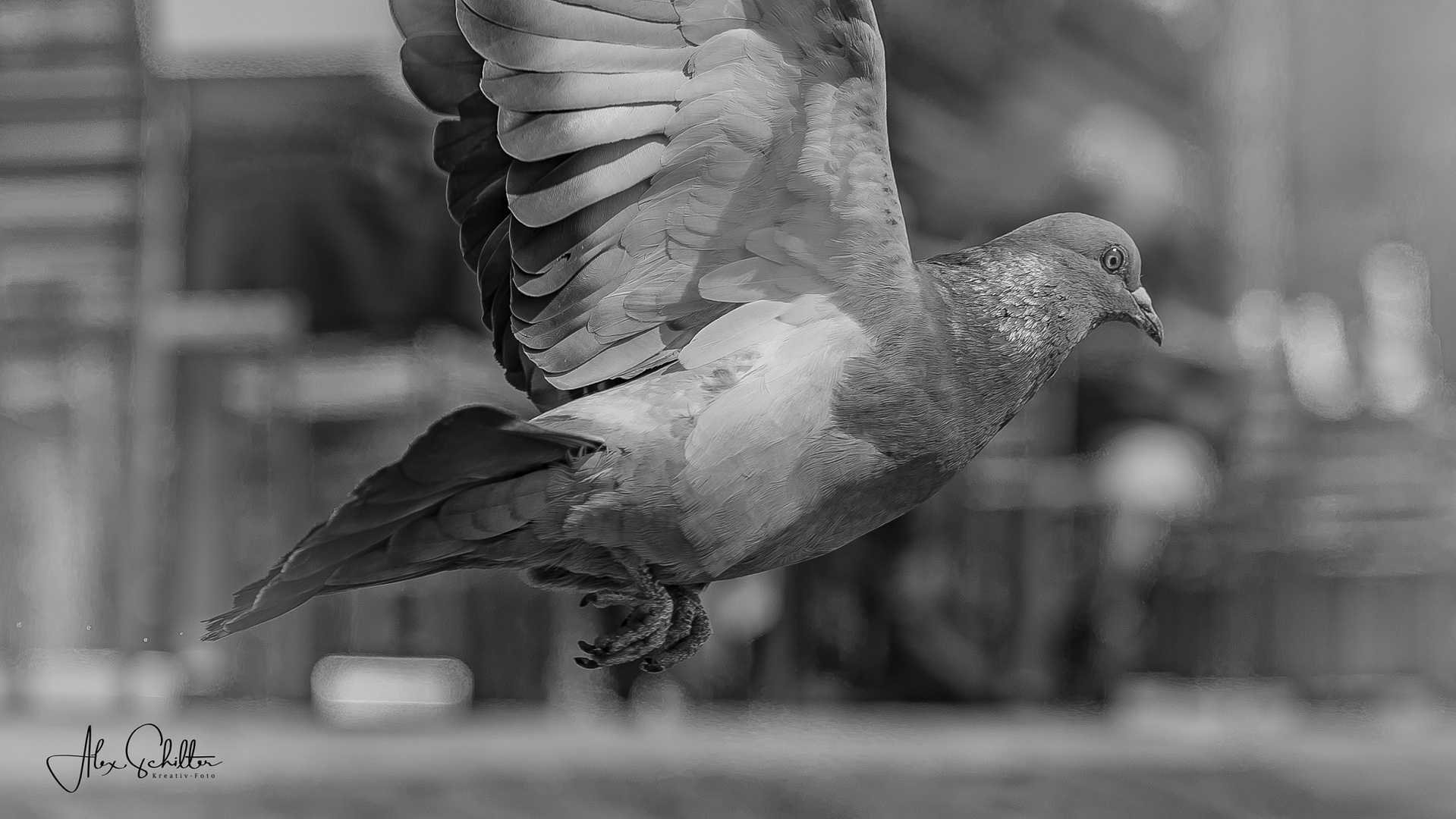 Ostertaube...&amp;quot; Foto &amp; Bild | tiere, wildlife, wild lebende vögel Bilder ...