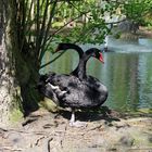 Ostertour: Nestbauende Schwäne im Tierpark Luckenwalde (Krs. Teltow - Fläming) / Brandenburg