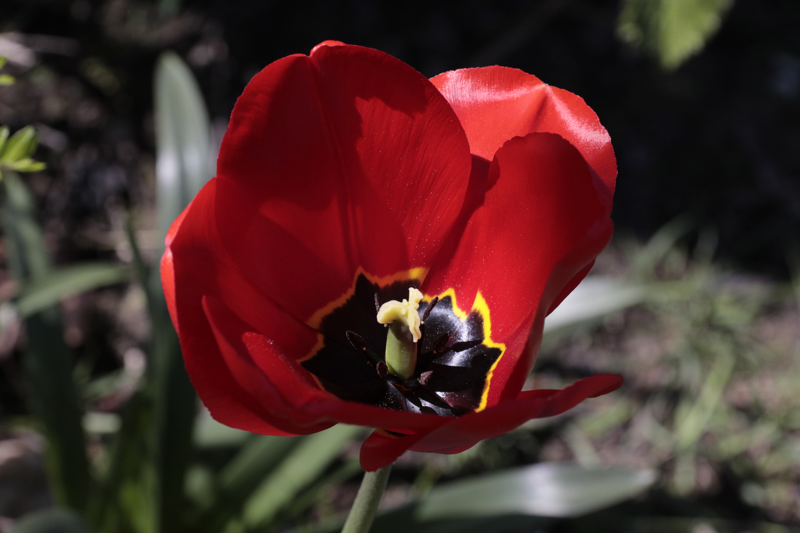 Ostertulpe gesehen in Leverkusen