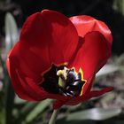 Ostertulpe gesehen in Leverkusen