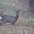 Osterurlaub Rügen/ Hiddensee 2022/ 10