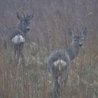 Osterurlaub Rügen/ Hiddensee 2022/ 11