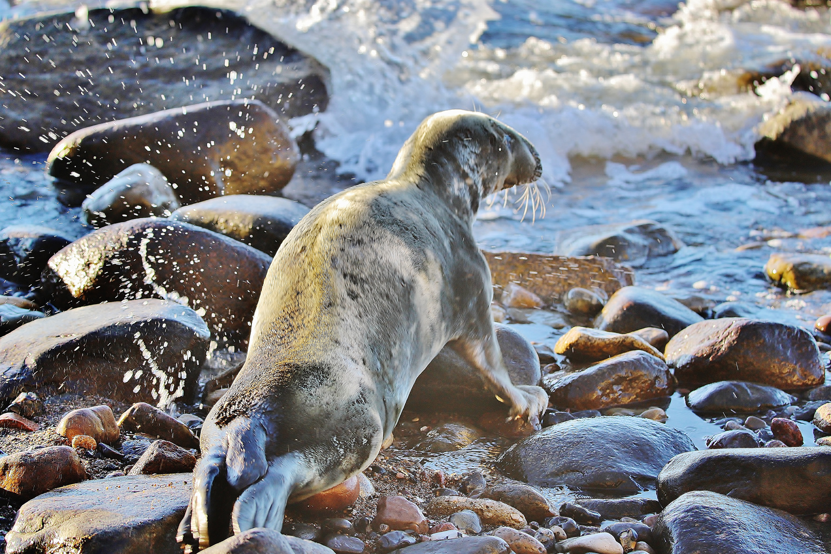 Osterurlaub Rügen/ Hiddensee 2022/ 29