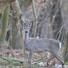 Osterurlaub Rügen/ Hiddensee 2022/ 32