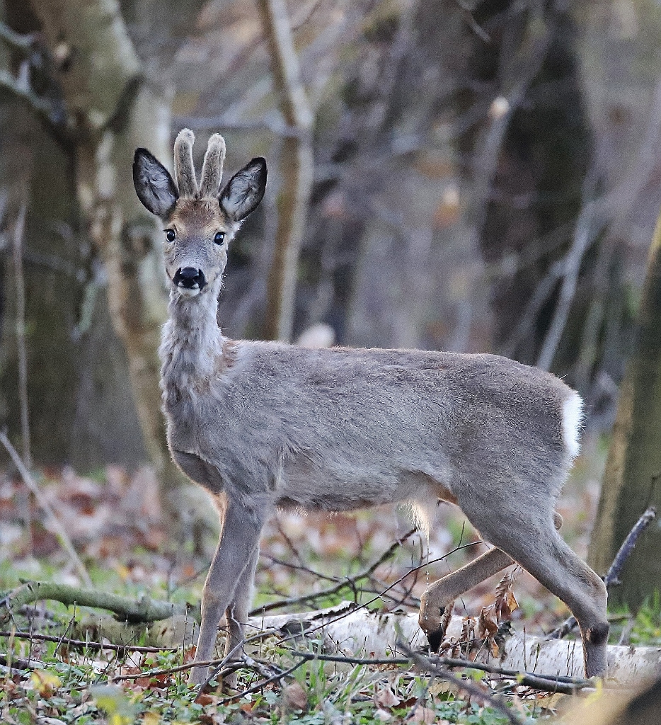 Osterurlaub Rügen/ Hiddensee 2022/ 33