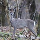 Osterurlaub Rügen/ Hiddensee 2022/ 33