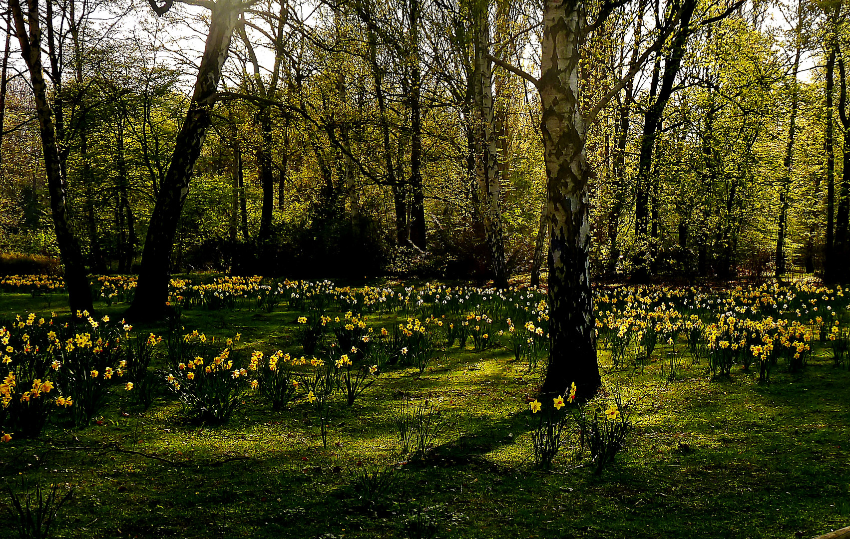 Osterwiese Foto &amp; Bild | jahreszeiten, frühling, garten und park Bilder ...