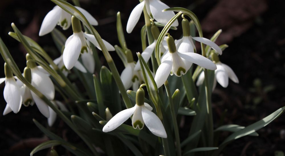 Osterwoche wird eingeläutet