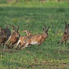 Osterzeit  -  Hasenzeit