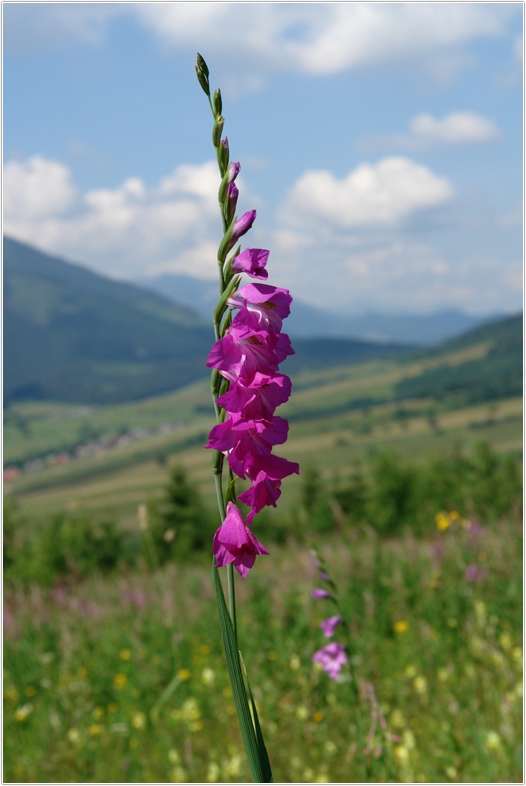 Osteuropäische Arten - Gladiolus imbricatus