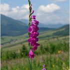 Osteuropäische Arten - Gladiolus imbricatus