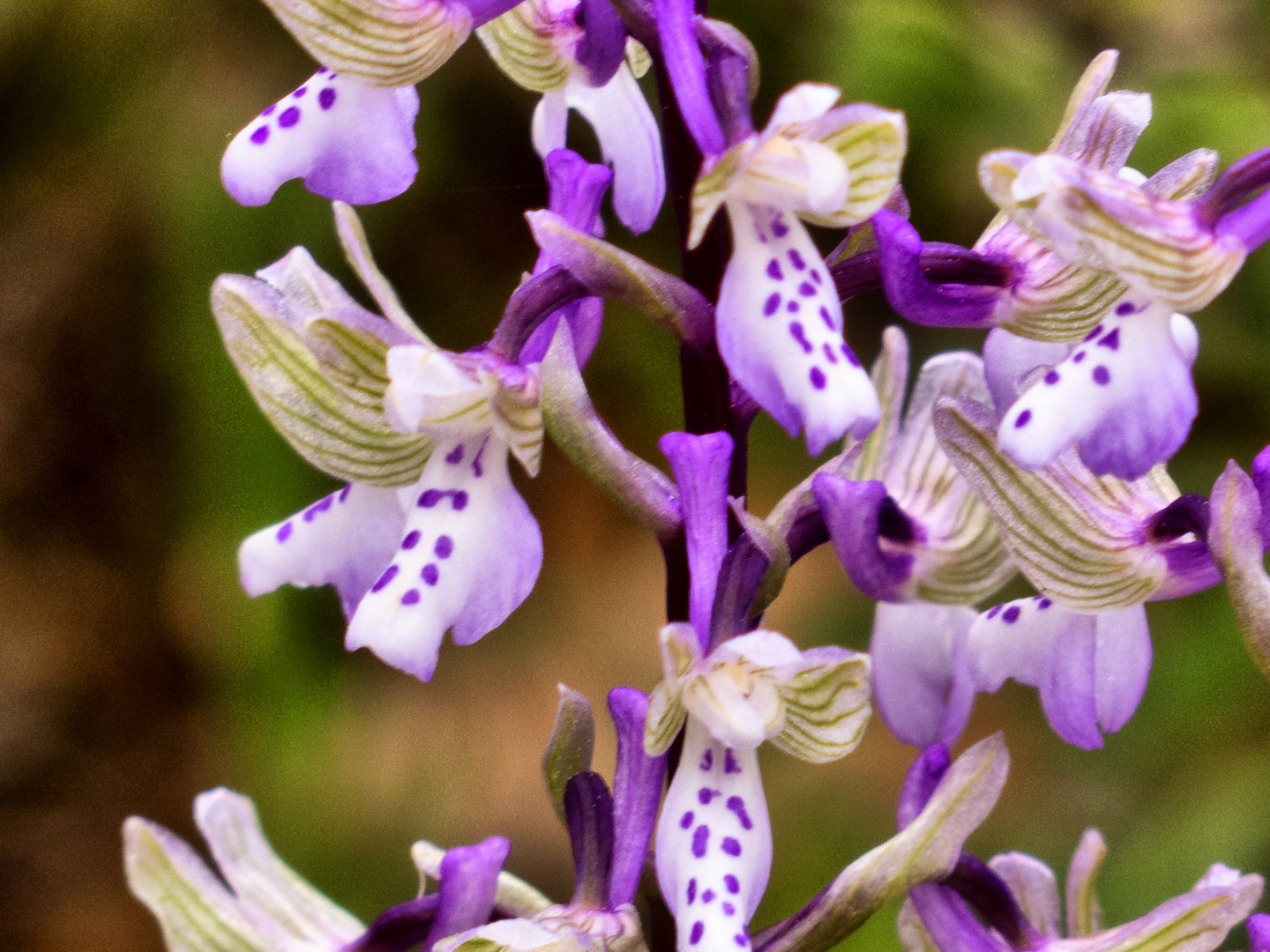 Osteuropäische Untrart des Kleinen Knabenkraut (orchis morio ssp. caucasica)