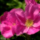 Ostfriesenrose nach dem Regen