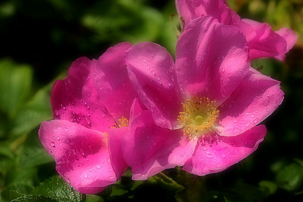 Ostfriesenrose nach dem Regen