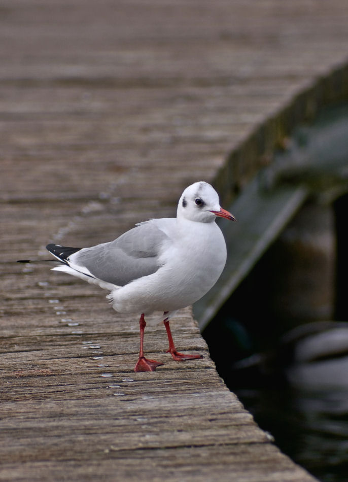 Ostfriesenstorch (Möwe)