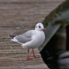 Ostfriesenstorch (Möwe)