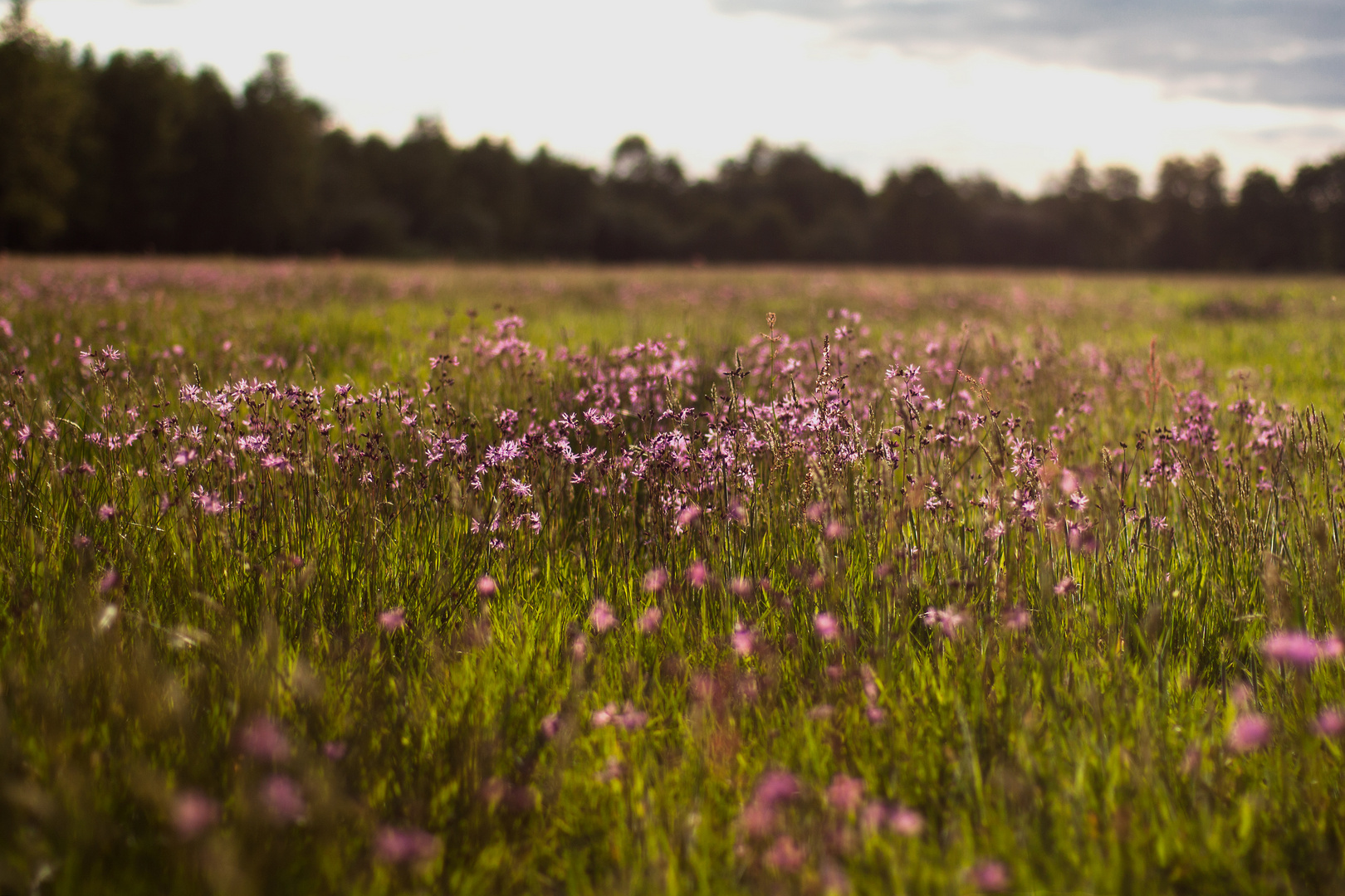 Ostfriesische Blumenwiese