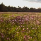 Ostfriesische Blumenwiese