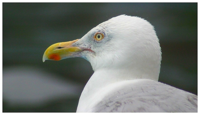 Ostfriesische Möwe