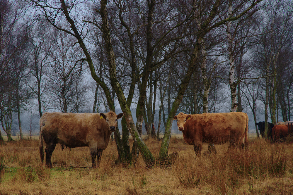 Ostfriesische Moorelefanten bei der Arbeit