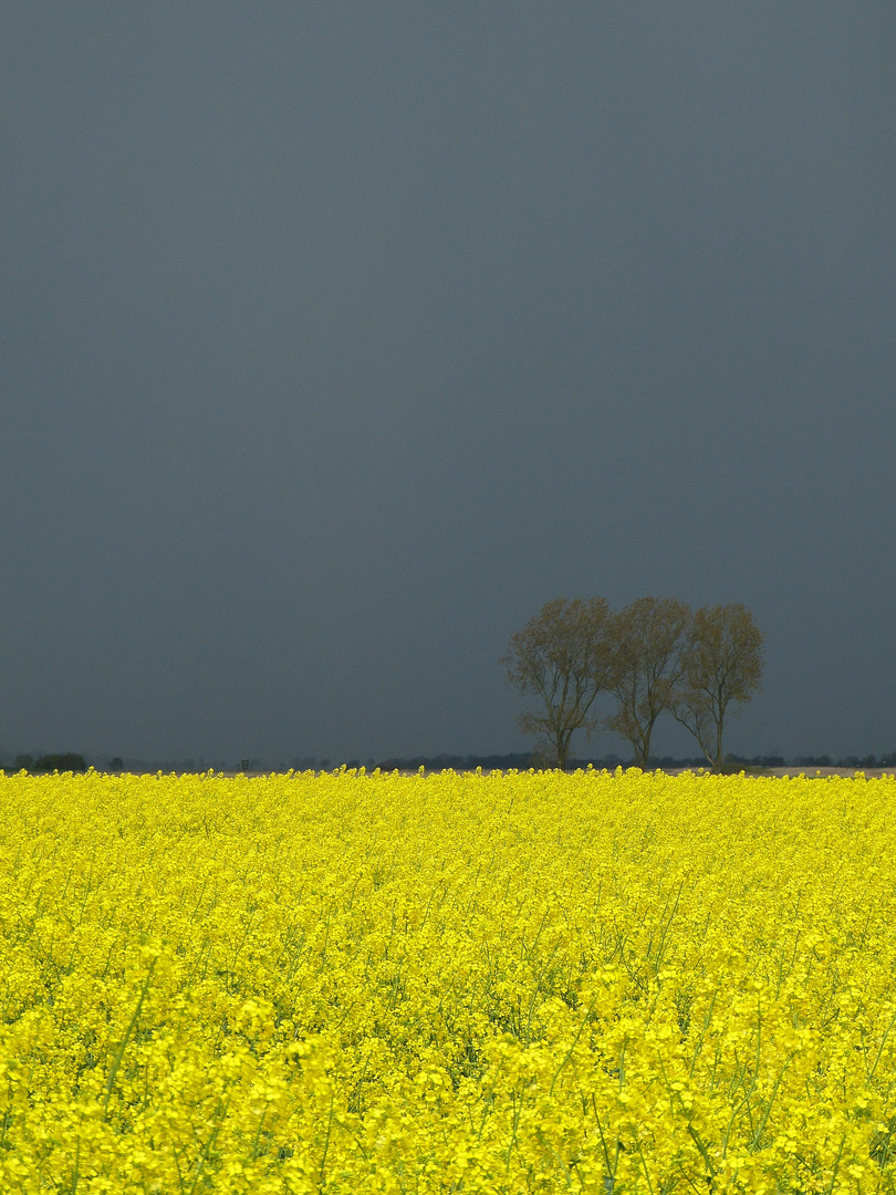 OSTFRIESISCHE RUHE VOR DEM STURM