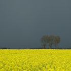 OSTFRIESISCHE RUHE VOR DEM STURM