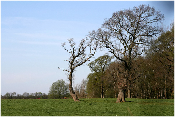 ostfriesische Weidelandschaft