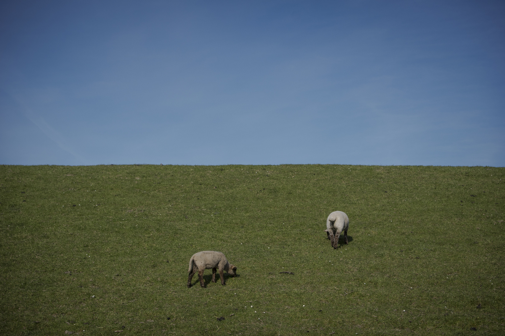 Ostfriesischer Horizont