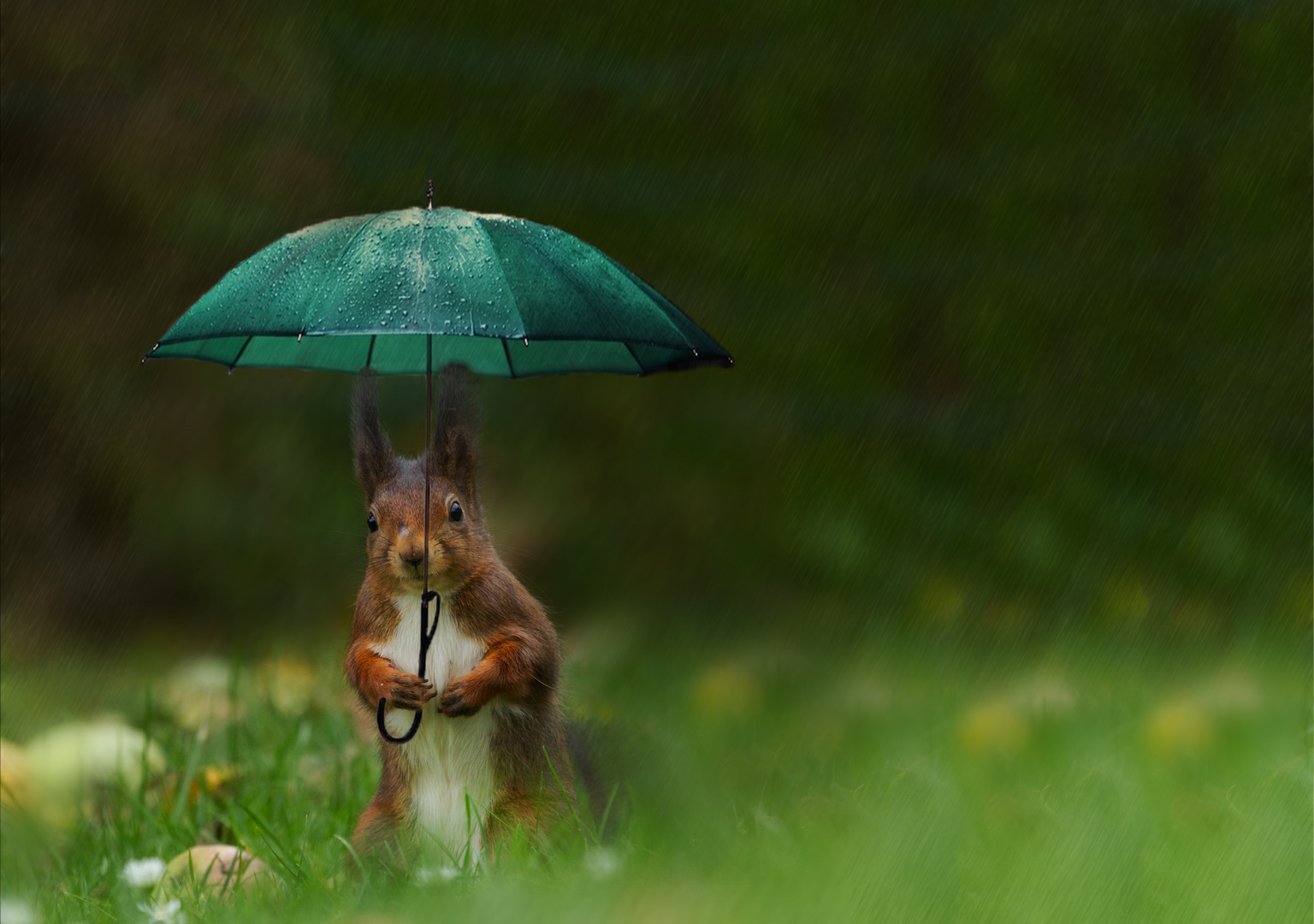 ...Ostfriesisches Eichhörnchen...