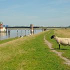 Ostfriesisches traditionelles Nutztier an seinem Arbeitsplatz in strammer Haltung