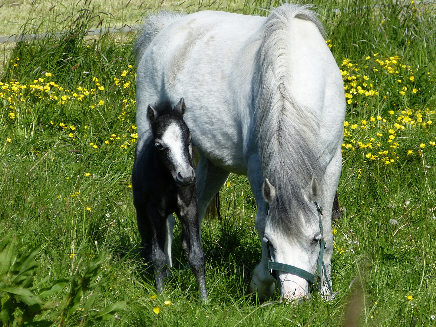 OSTFRIESISCHES WEIDEGLÜCK