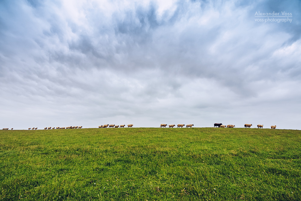 Ostfriesland - Deichwanderung