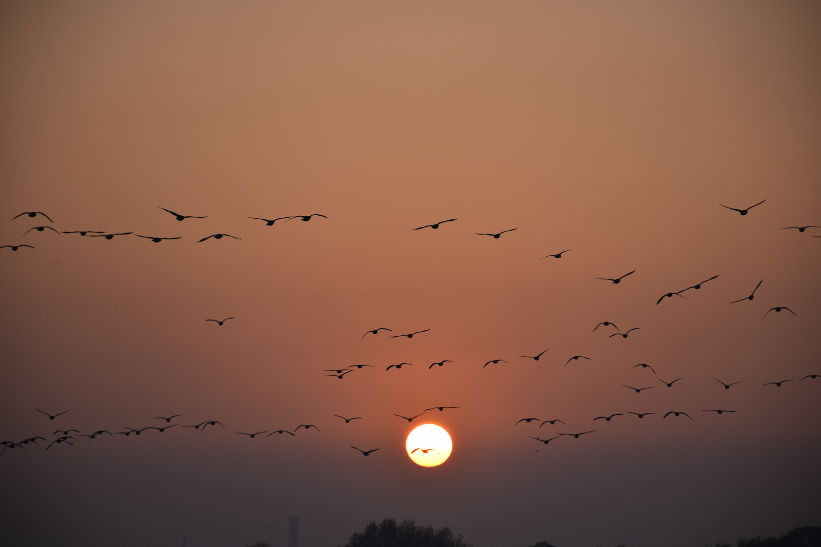 Ostfriesland Gänse